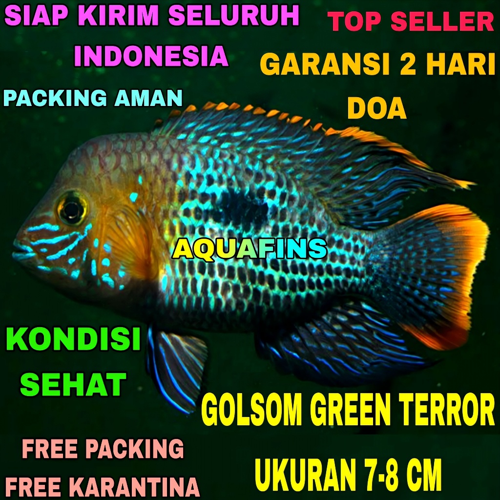 HIASAN CICHLID GOLSOM GREEN TERROR ANDINOACARA RIVULATUS UKURAN 7-8 CM