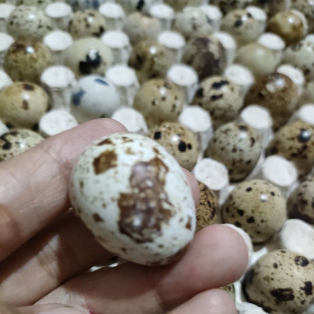 

[PROMO] TELUR PUYUH 1 BUTIR