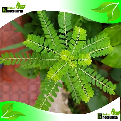 

Daun Meniran segar 500 Gram Untuk Obat Ginjal