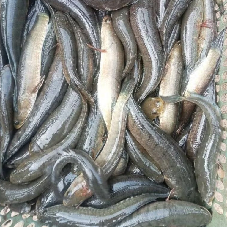 

IKAN GABUS SEGAR / MARINASI 1KG