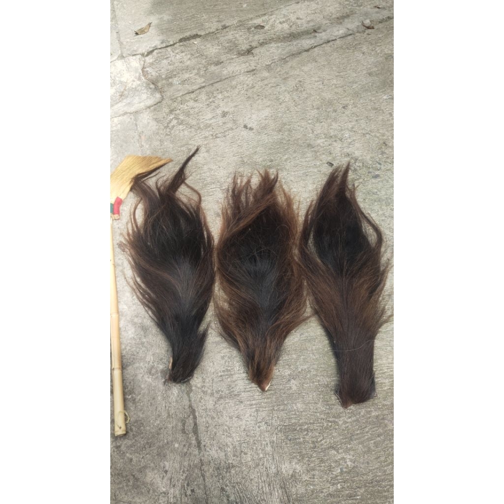 ekor kuda super per biji