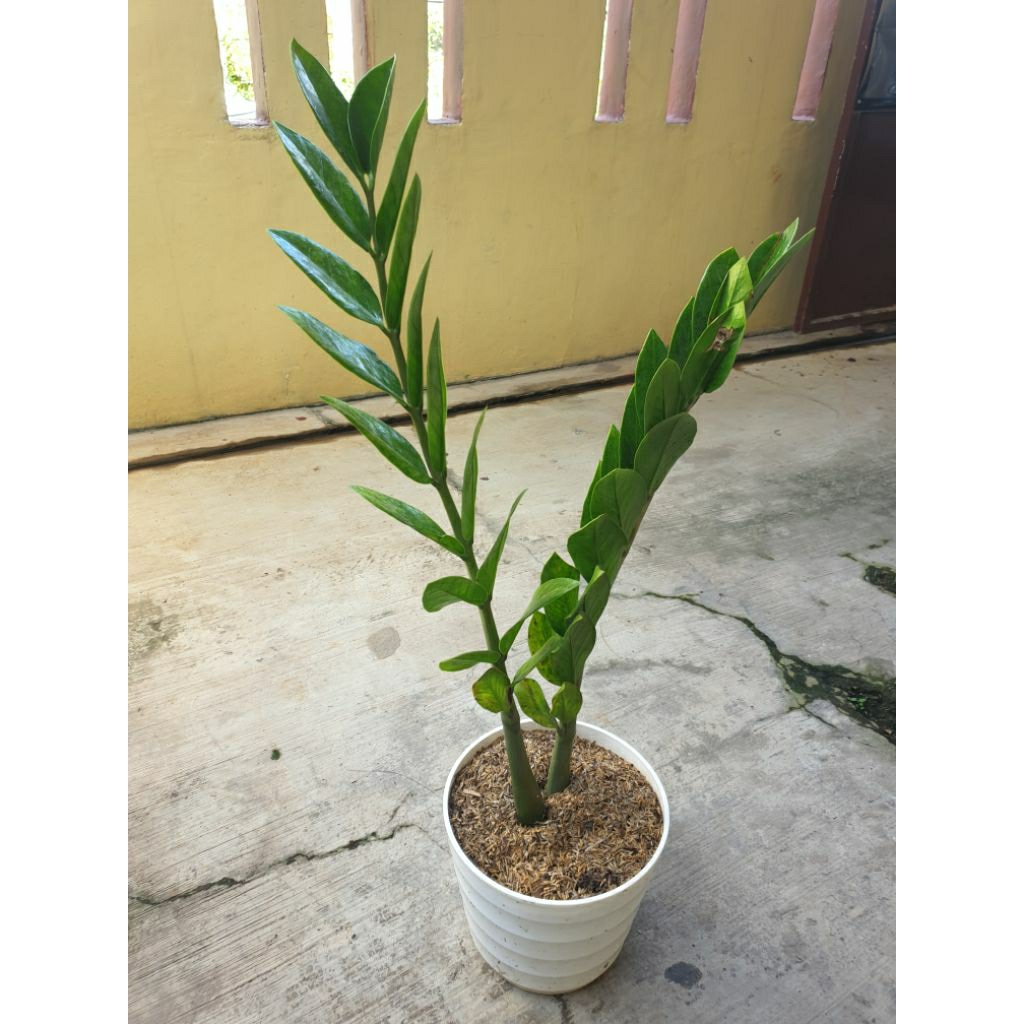 Tanaman Hias  Rejeki ZZ Plant ZZ Dollar