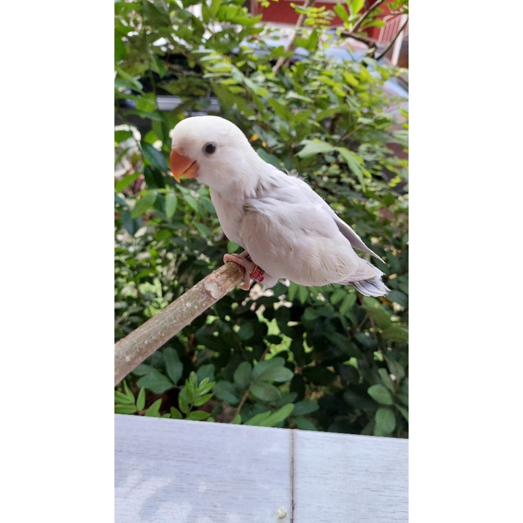 Burung Lovebird NK