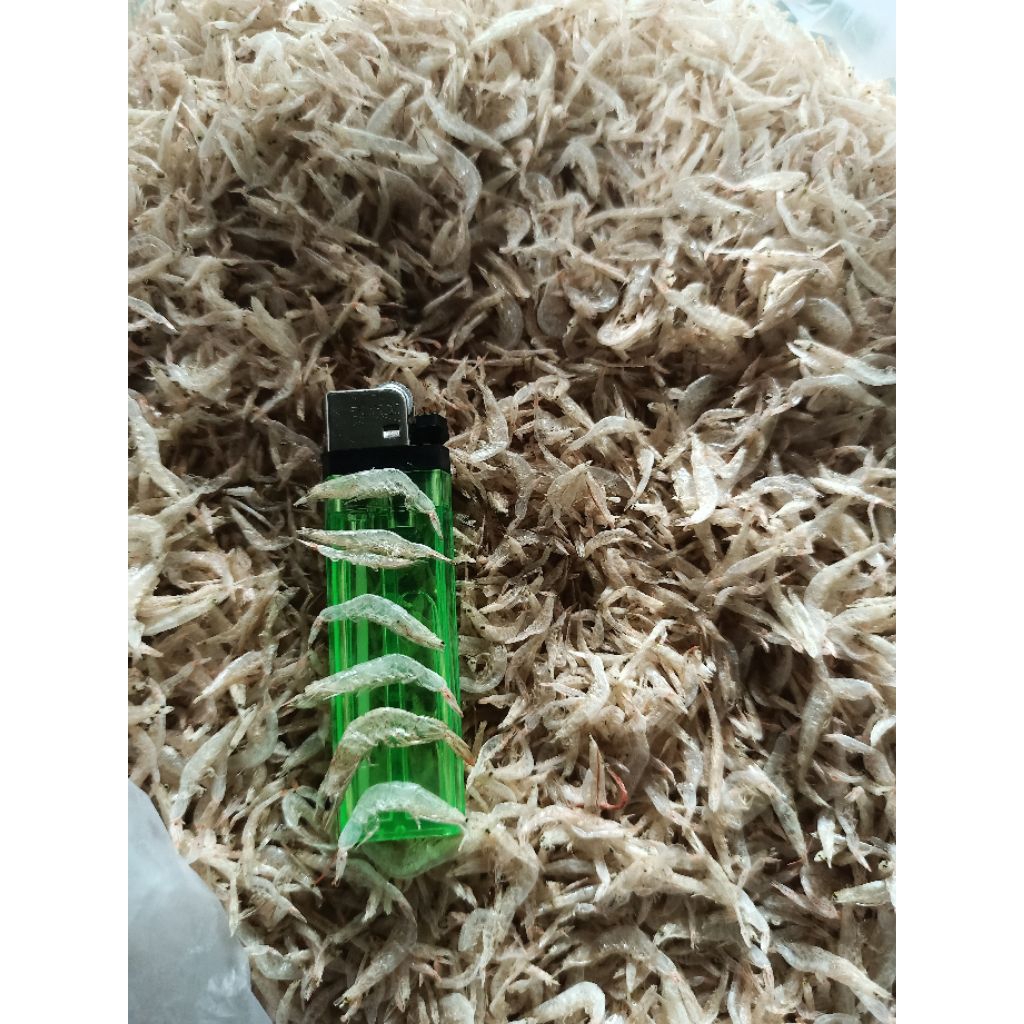 

UDANG KECEPE / REBON TAWAR 1KG