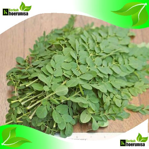 

Daun Kelor Segar 100 Gram heral alami masih fresh