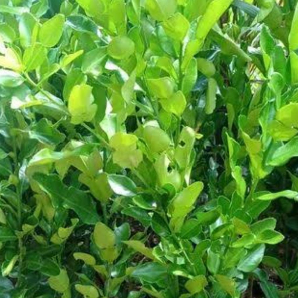 

jeruk purut daun jeruk purut segar rempah bumbu dapur masak bumbu sambal pecel petik kebun 50 gram