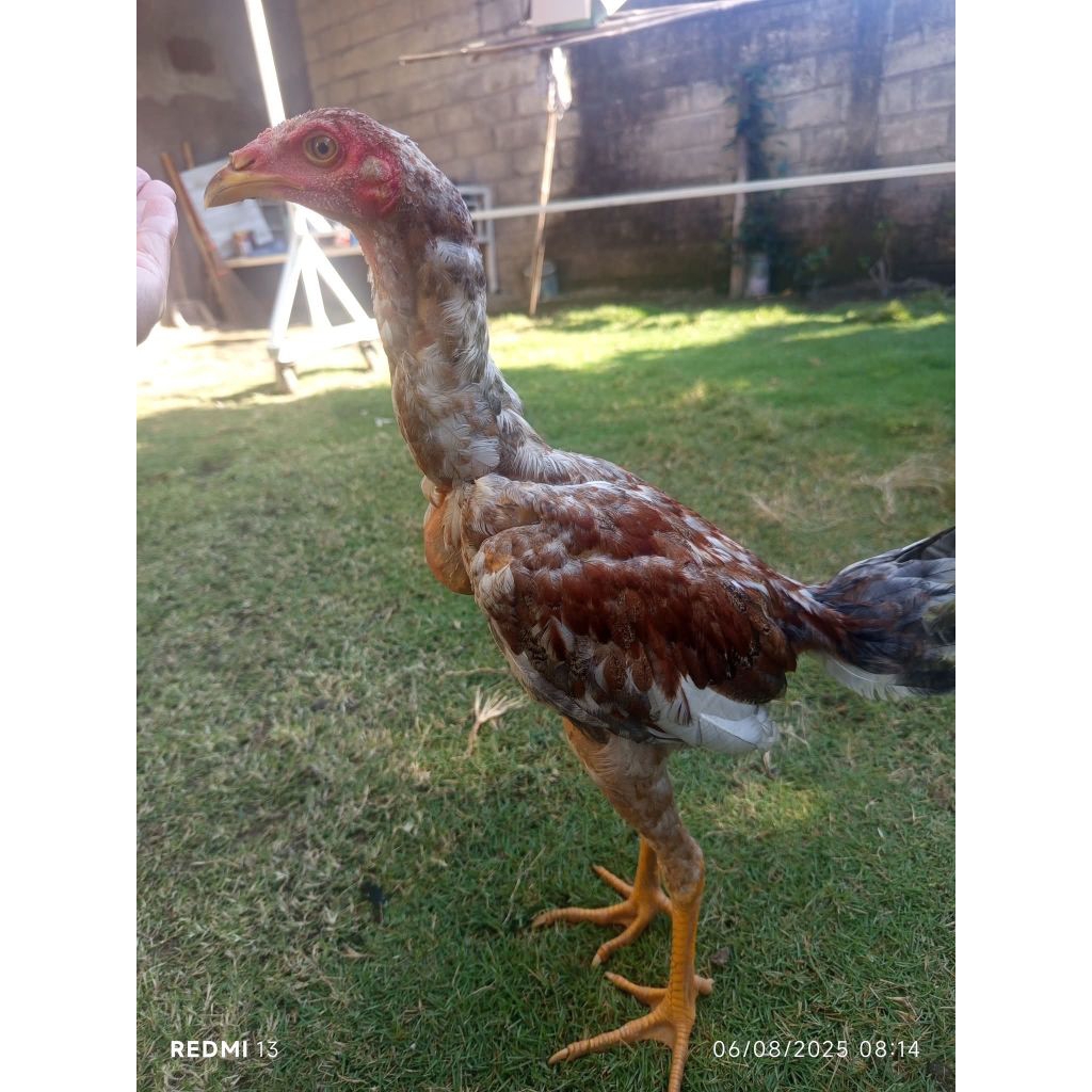 

4y4m Mangon Ori 100% Usia 2 Bulan 2 Minggu