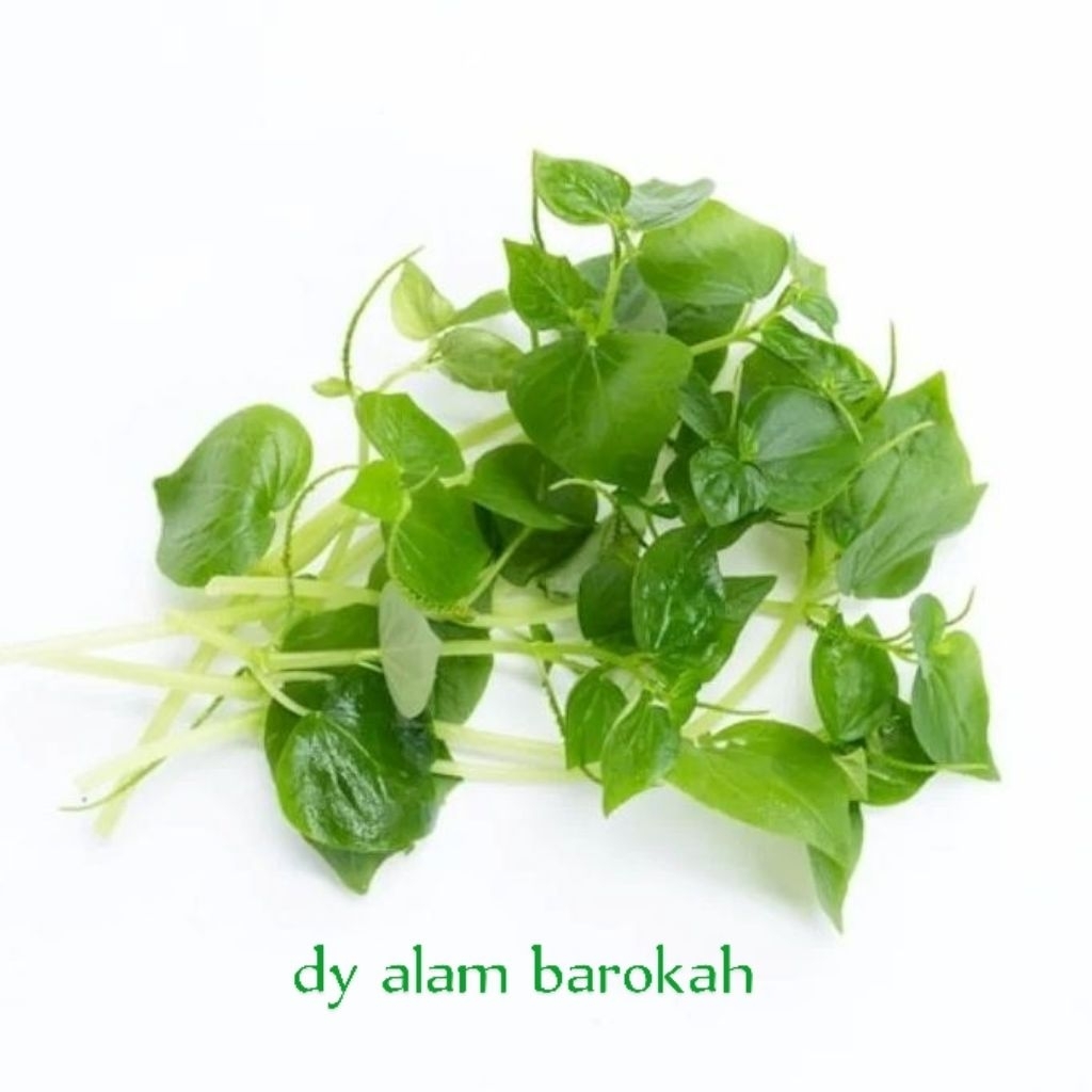 

tanaman daun sirih cina Seribu manfaat SEGAR ASLI PROMO 500GR