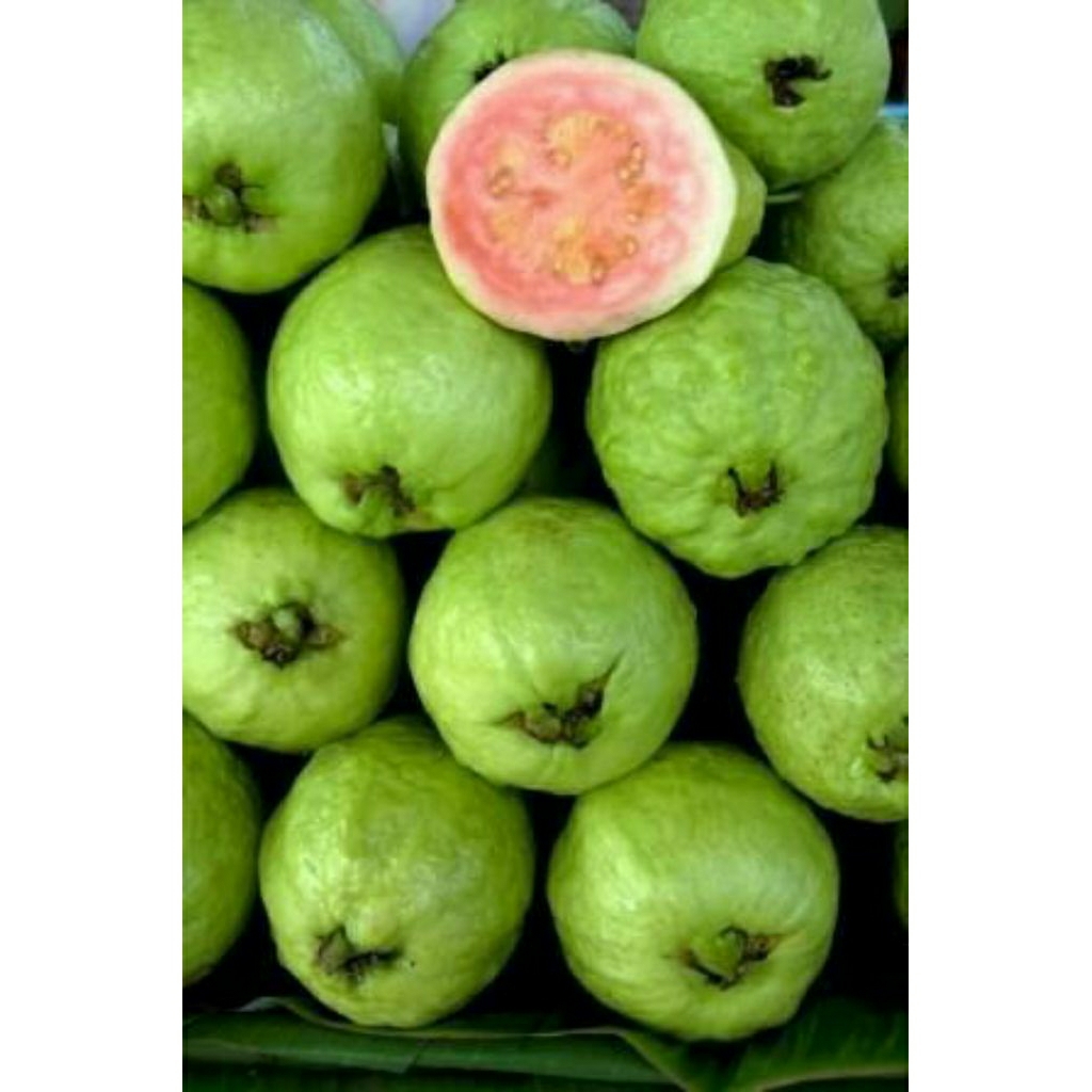 

jambu biji merah fresh 1 kg di petik langsung setelah pemesanan