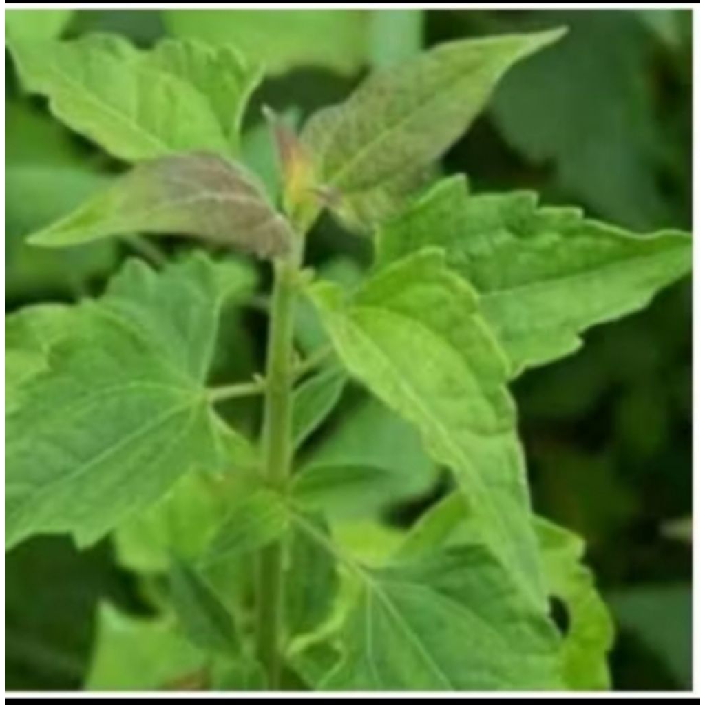 

DAUN KIRINYUH 100LEMBAR DAUN KOPASANDA DAUN BALAKACIDA SEGAR KWALITAS TERBAIK OBAT HERBAL OBAT TERADISIONAL OBAT ALAMI