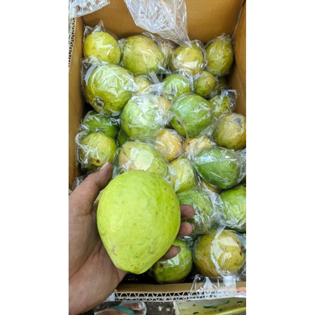 

Jambu Merah 1kg