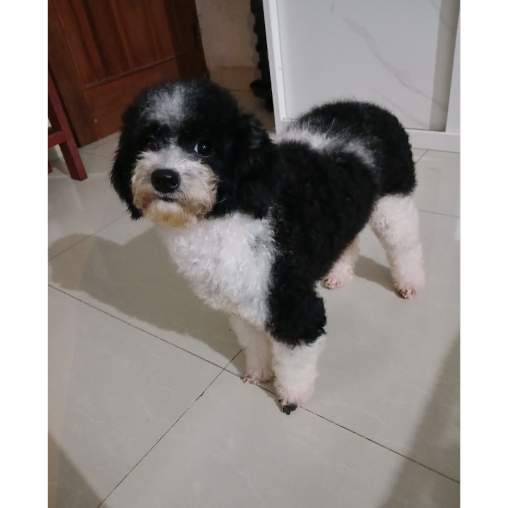 anjing poodle betina non stmb