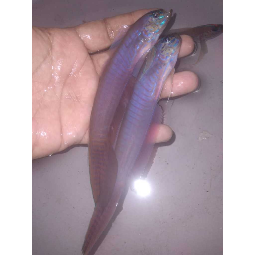 Jabing Layur Biru - Blue Barred Ribbon Goby