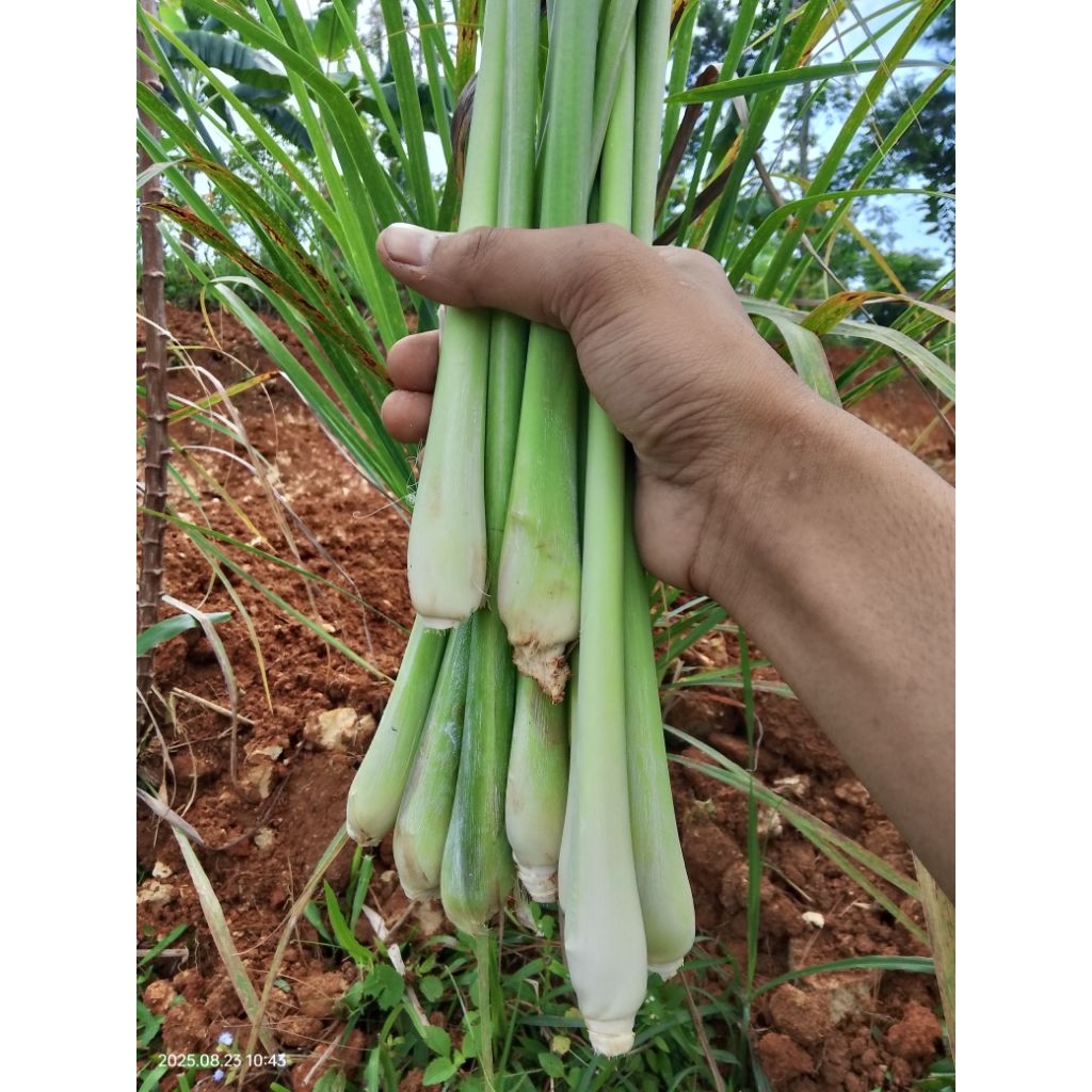 

batang sereh tanpa daun segar 1kg
