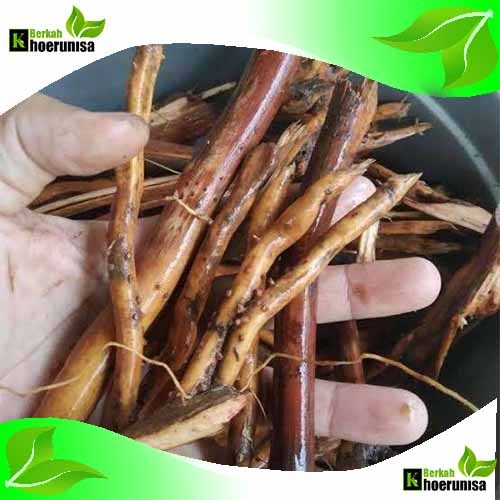 

Akar Pohon Pinang Jambe Segar 500 gram herbal alami
