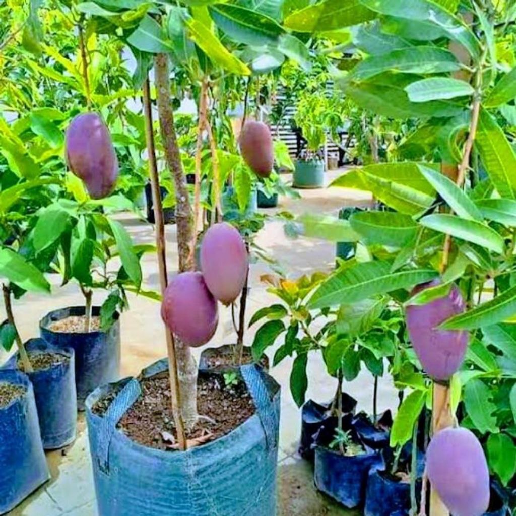 POHON MANGGA IRWIN/MANGGA UNGU