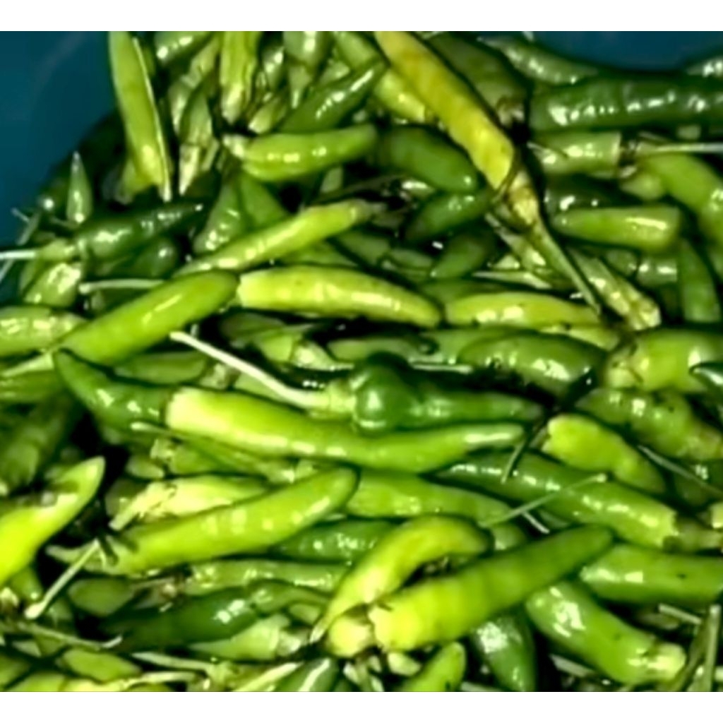 

Cabe Rawit Ijo Caplak 100gr