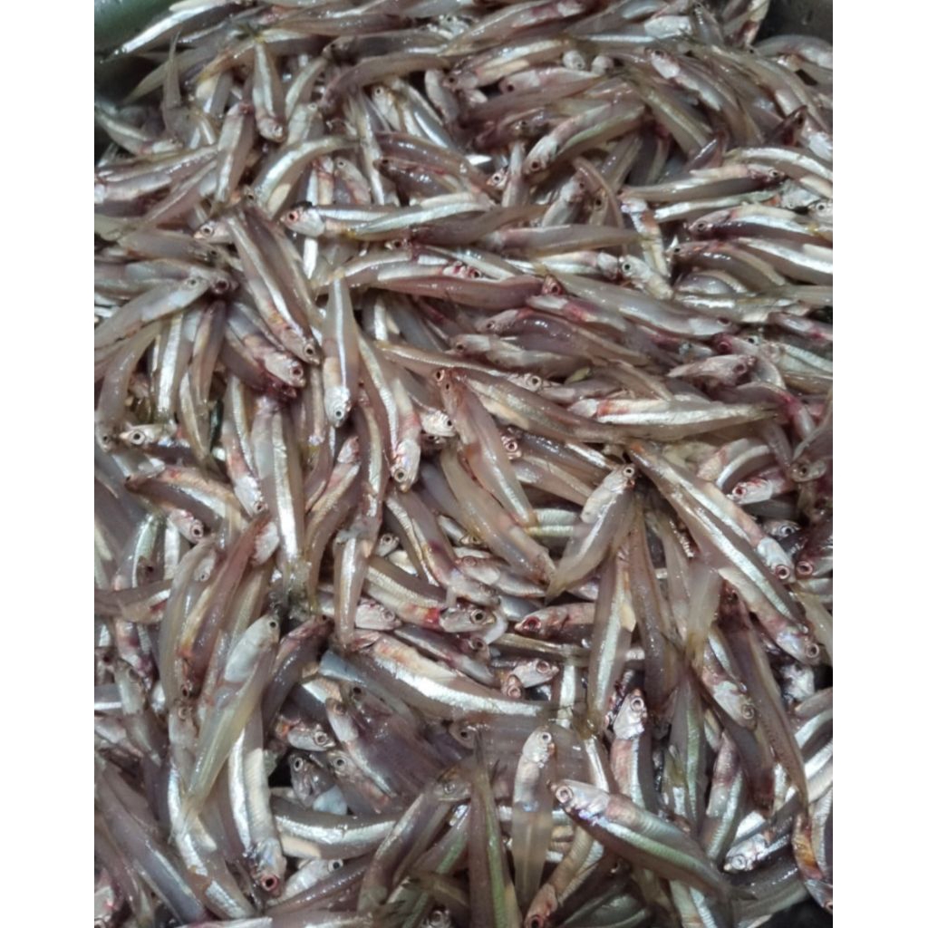 

Teri basah berat 1kg