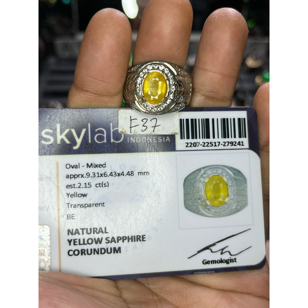 Yellow Shapire Yakut sudah memo