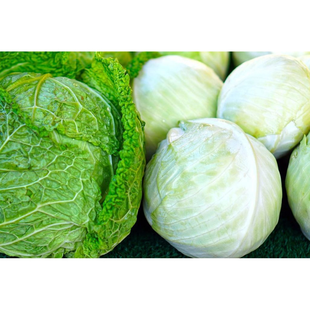 

kol/kubis segar masih fres 2kg langsung di ambil dari ladang