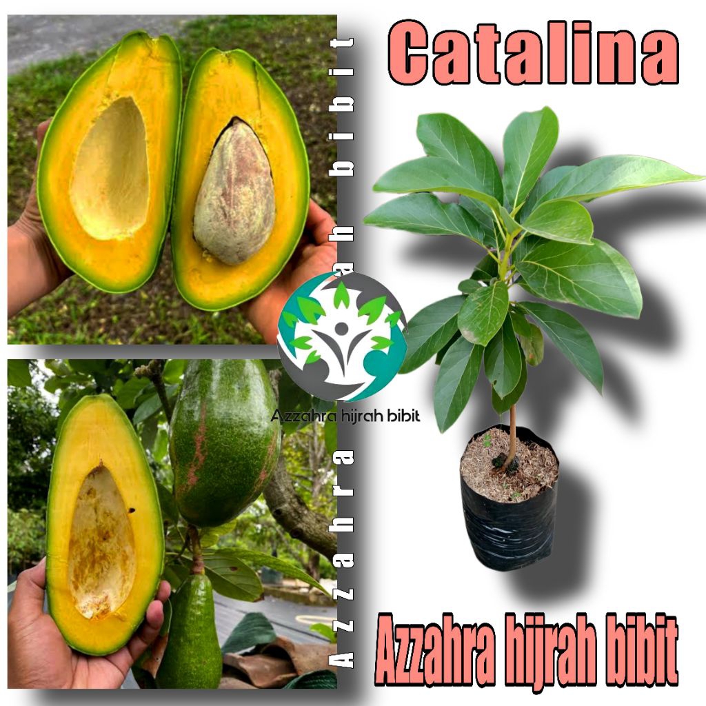 BIBIT ALPUKAT CATALINA/BIBIT TANAMAN ALPUKAT/BIBIT OKULASI/TABULAMPOT