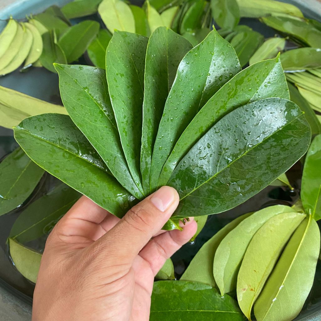 

100 gram Daun sirsak tua Segar Baru dipetik