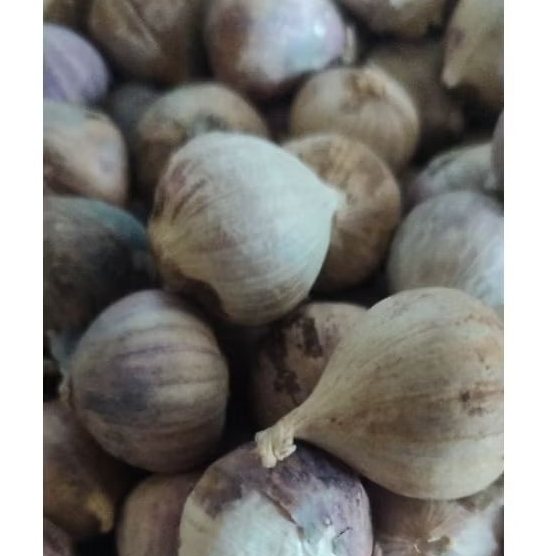 

BAWANG TUNGGAL LANANG