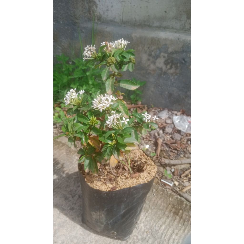 Asoka micro warna putih