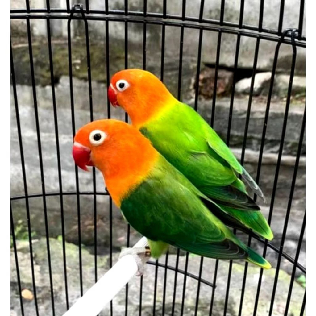Burung lovebird Biola green Sepasang Siap breeding