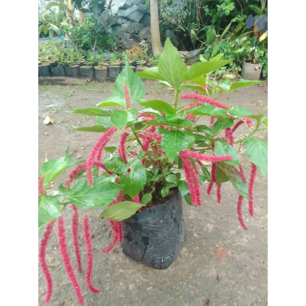 Tanaman Ekor kucing bibit tanaman hias ekor kucing