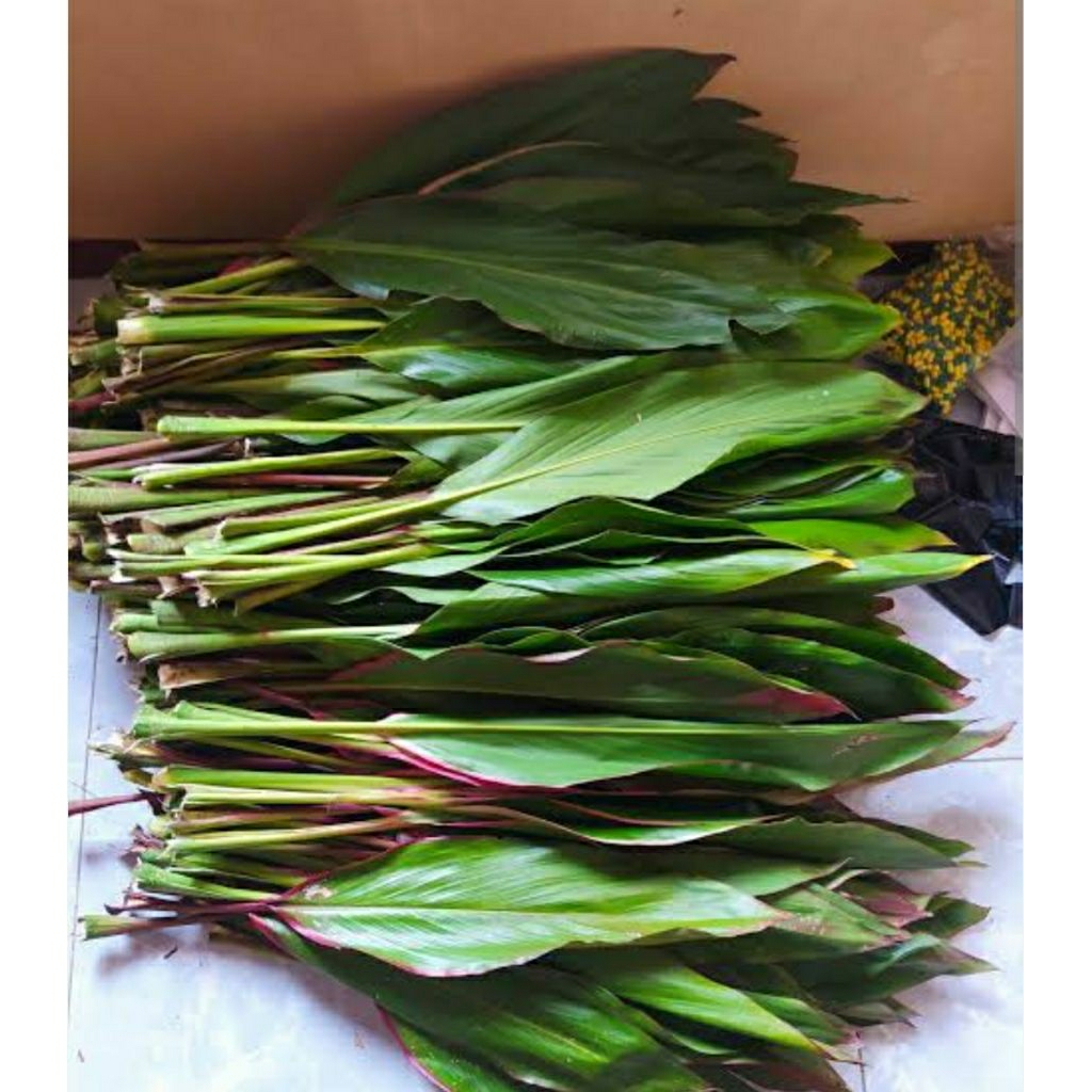 

DAUN HANJUANG BUNGKUS BACANG 50 LEMBAR