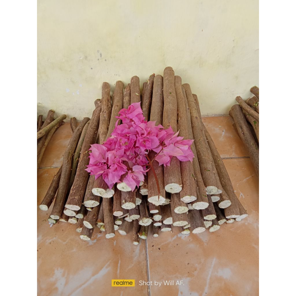 stek batang Bougenville,