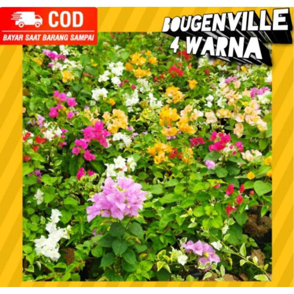 (PROMO) TANAMAN BOUGENVILLE 4 WARNA