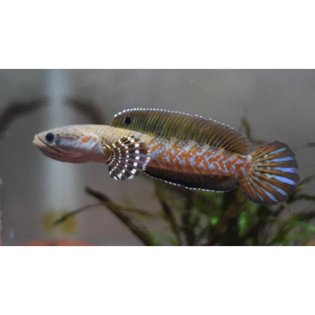 KUALITAS TERBAIK PULCHRA RED STRIPE 10 SD 11 LV TT