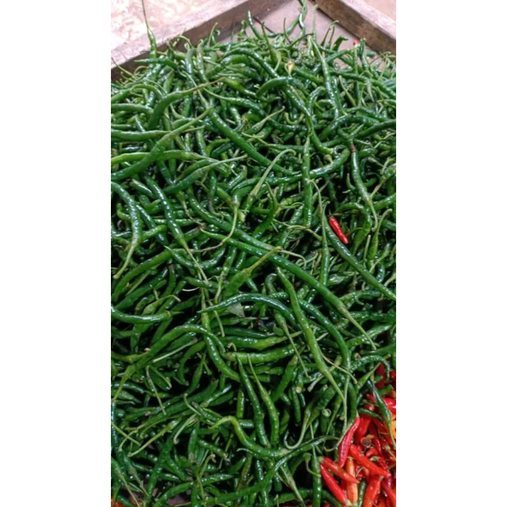 

Cabai keriting hijau 100% segar