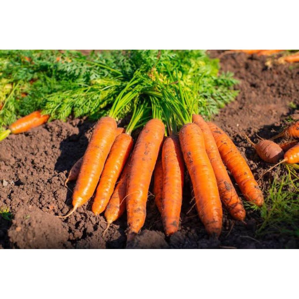 Benih Wortel Unggul 100 Bibit Benih Biji Wortel