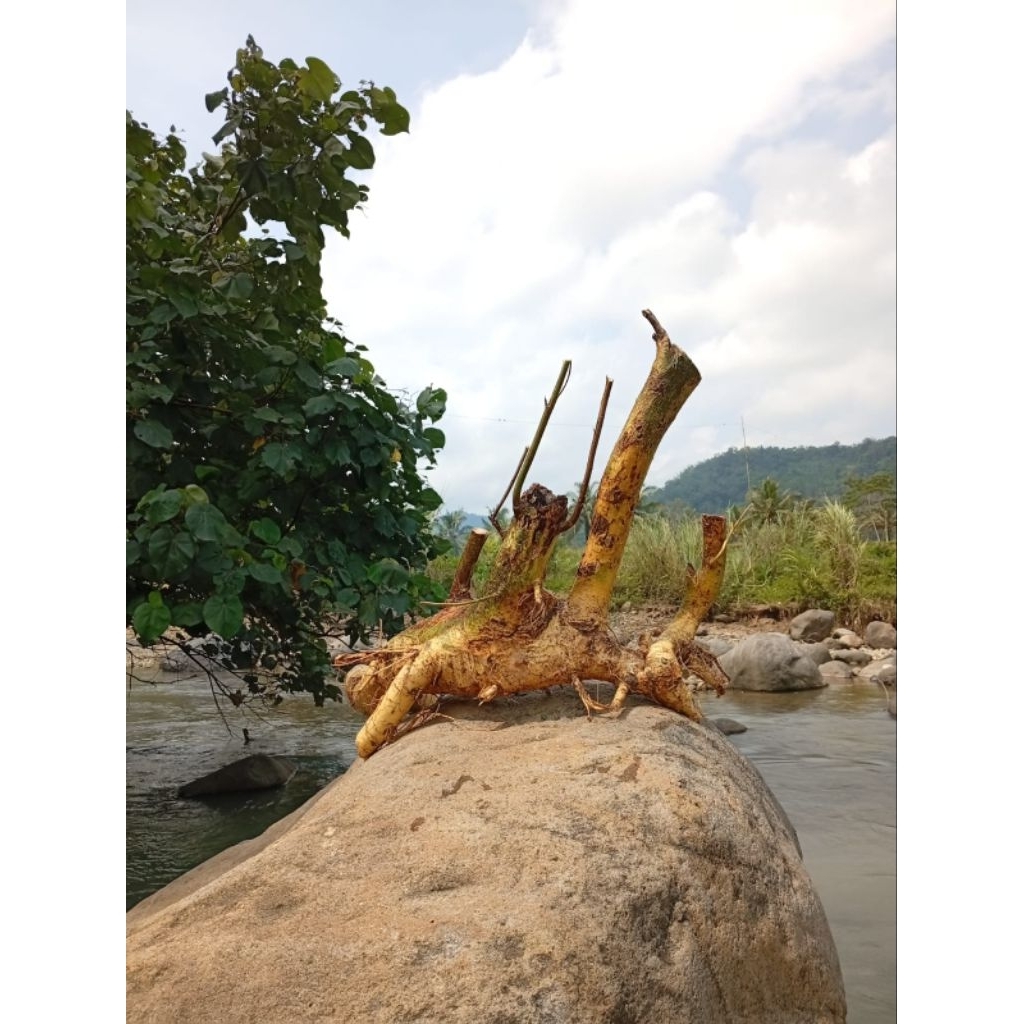 bahan bonsai serut raaf gaya panorama extrem