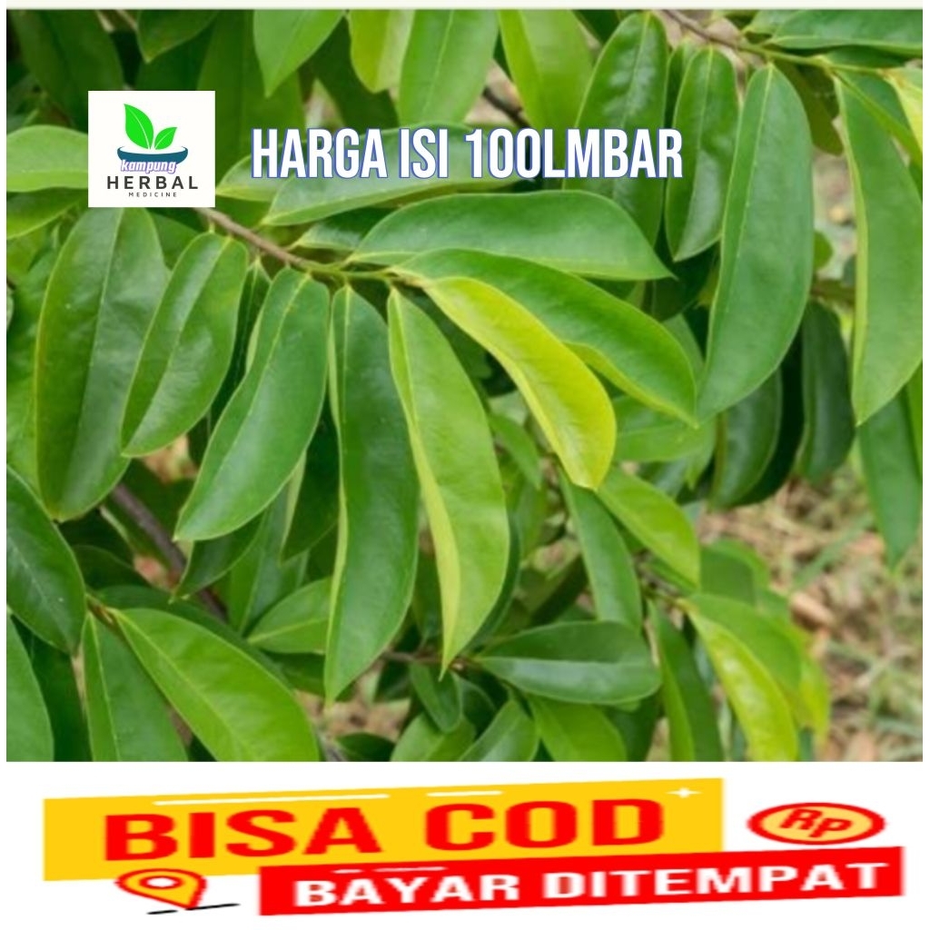 

daun sirsak segar /100lembar