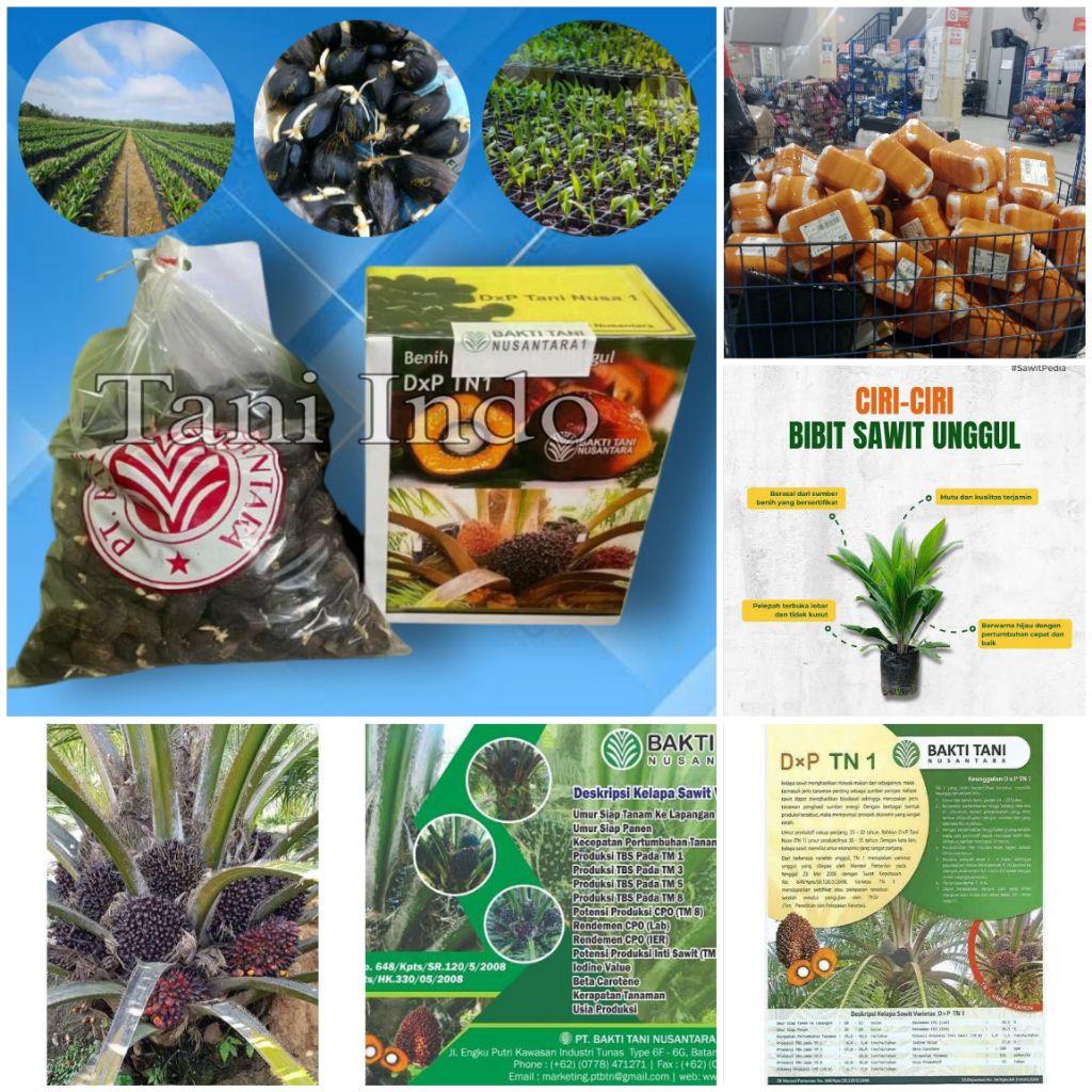 Cambah Sawit Tn1 Bersertifikat