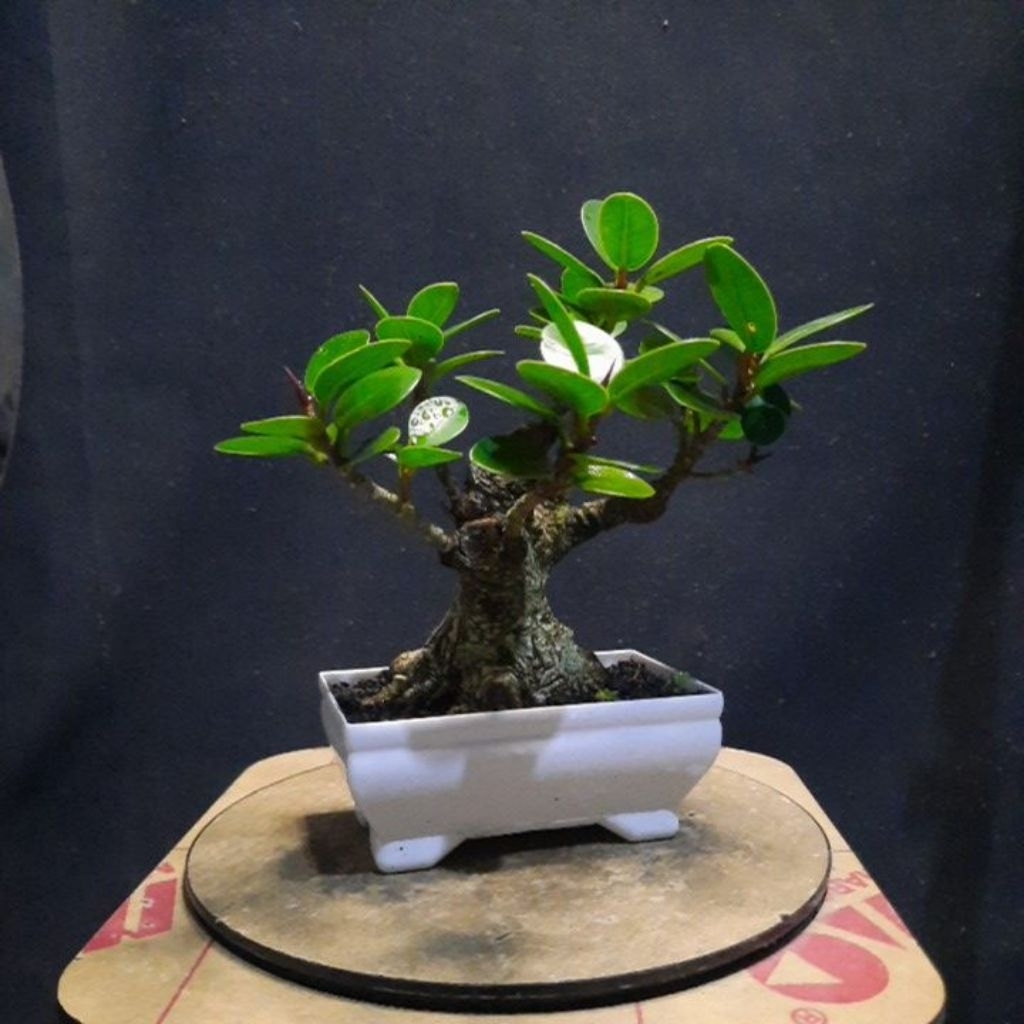 bonsai beringin dolar mangkok