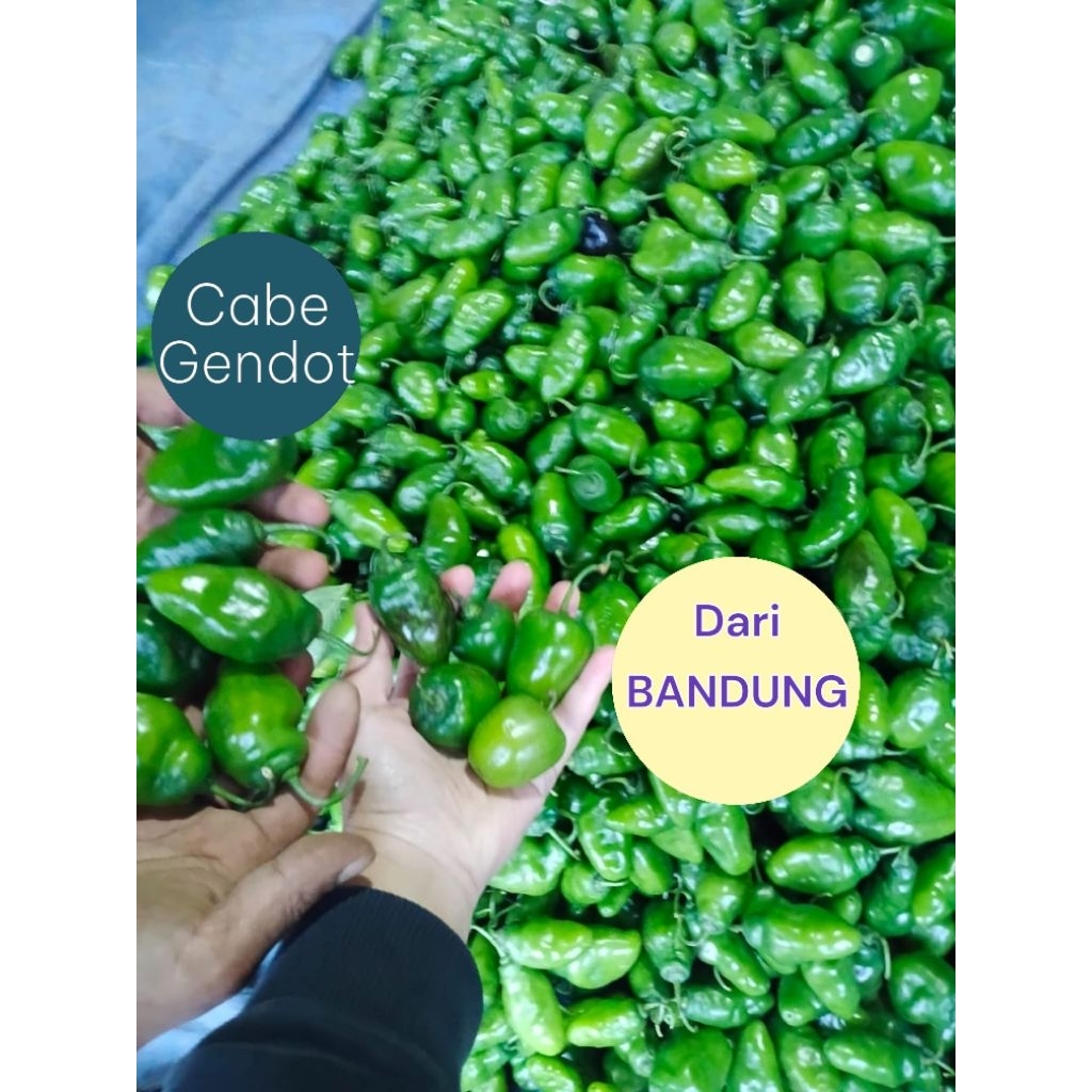 

Cabe Gendot 1kg 500gr 200gr Bandung