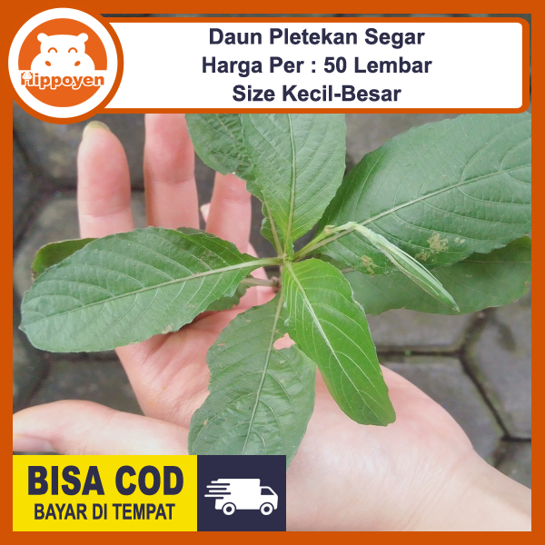 

Daun Pletekan Kencana Ungu 50 Lembar Segar Obat Herbal