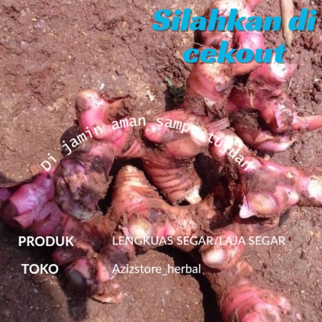 

jual murah lengkuas merah segar berat 500 gram