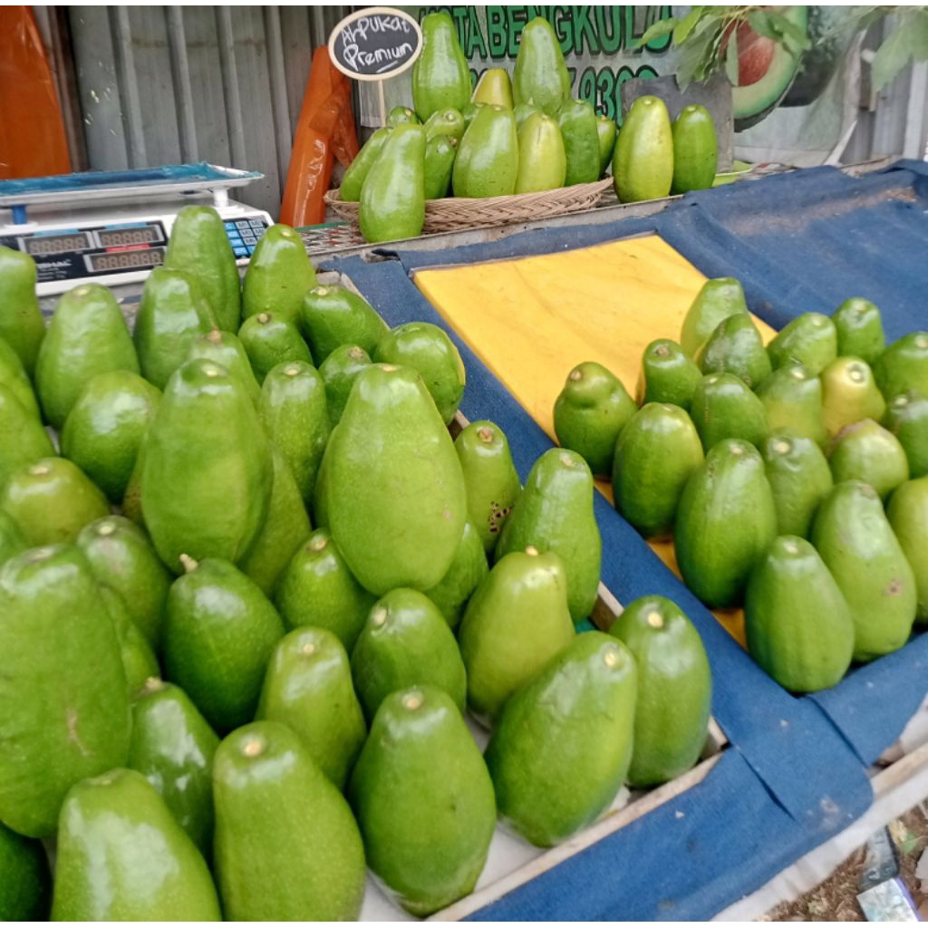 

alpukat mentega premium kota bengkulu