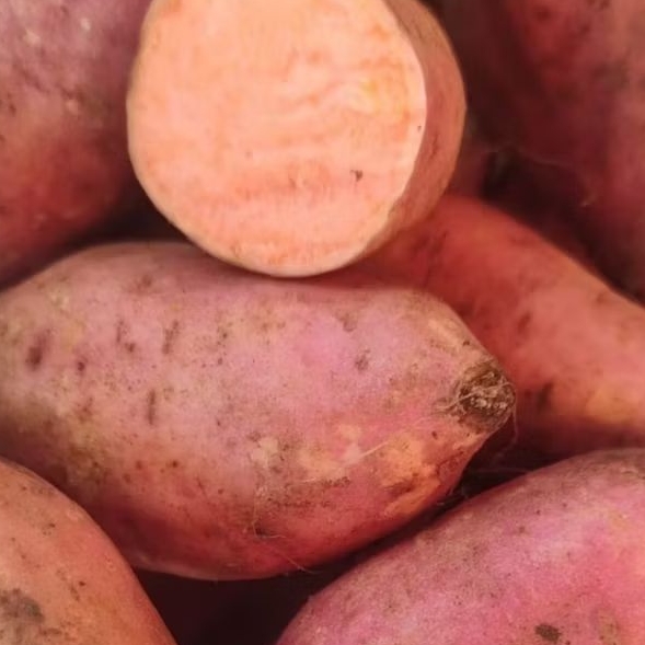 

Ubi merah 1 kg segar fresh (GARANSI)