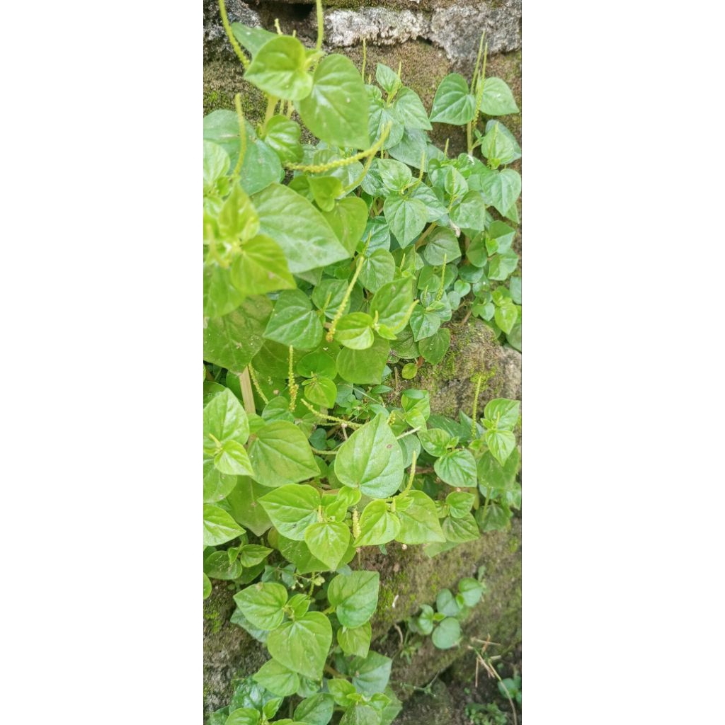 

Sirih Cina Kaya Manfaat