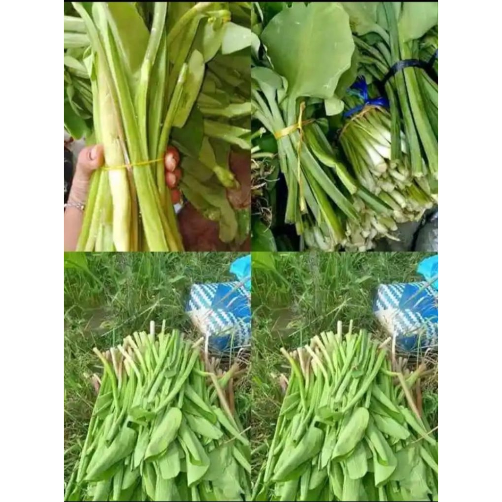 

Daun Genjer sayur segar per 1 iket.