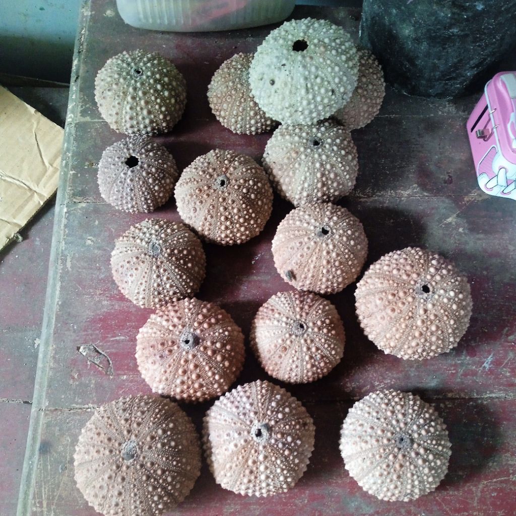 Bulu Babi Landak Laut Sea Urcin /1pcs