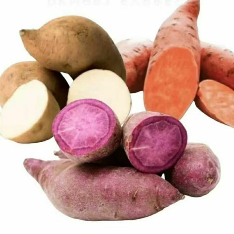 

1 KG UBI MADU CILEMBU - UNGU - MERAH FRESH SEGAR (GARANSI)