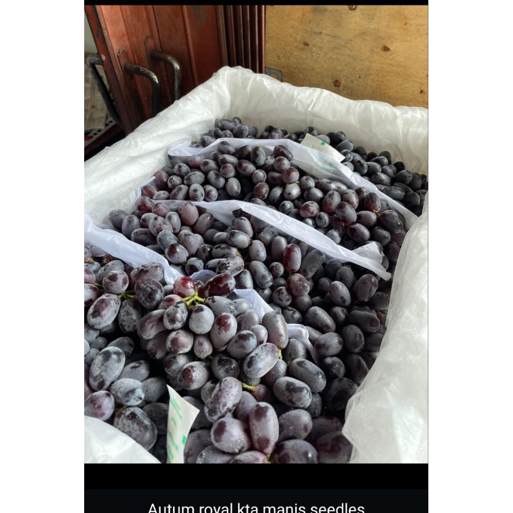 

Anggur Autumn Royal KTA, manis dan seger, Ready, khusus area malkot dan malang raya